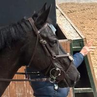 Testiera messicana equitazione cob