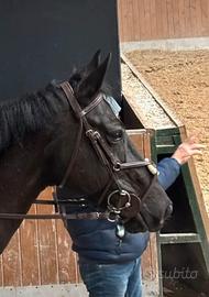 Testiera messicana equitazione cob