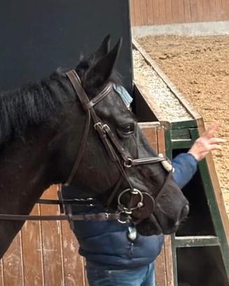 Testiera messicana equitazione cob
