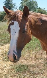 Quarter Horse