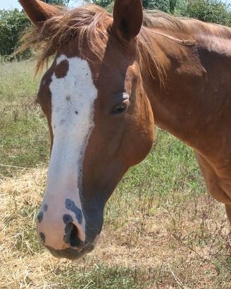 Quarter Horse