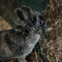 Conigli nani testa di leone