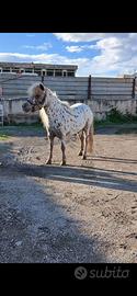 Pony appalosa