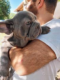 Cucciola bulldog francese big rope blu