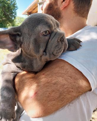 Cucciola bulldog francese big rope blu
