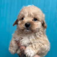 Maltipoo cuccioli