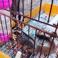 Coppia riproduttiva di petauri