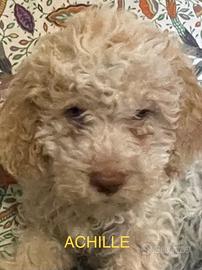 Cuccioli Lagotto Romagnolo 3 mesi