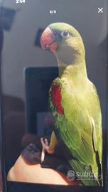 Grande Alessandrino