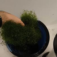 Alga marino chaetomorpha acquario