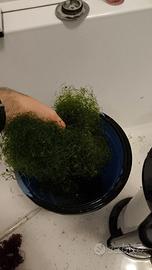 Alga marino chaetomorpha acquario