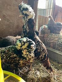 Padovana tricolore taglia standard