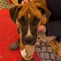 Cucciolone incrocio pastore tedesco/boxer