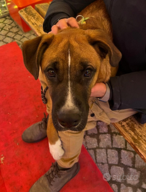 Cucciolone incrocio pastore tedesco/boxer