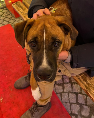 Cucciolone incrocio pastore tedesco/boxer