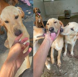 Cucciolo pastore mix taglia media in adozione
