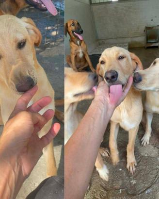 Cucciolo pastore mix taglia media in adozione