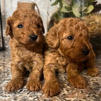 Cuccioli di Barboncino