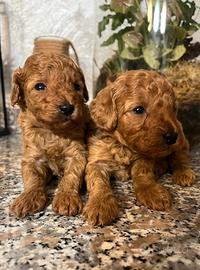 Cuccioli di Barboncino