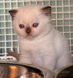 British shorthair