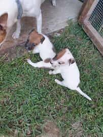 Cuccioli jack russel
