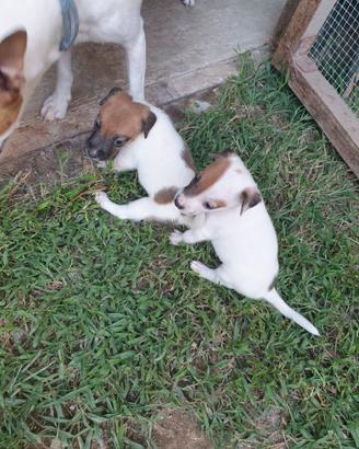 Cuccioli jack russel
