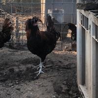 Gallina padovana
