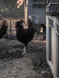 Gallina padovana