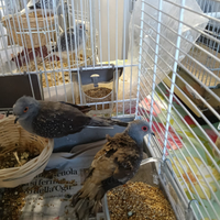 Coppia di Tortorella diamantina