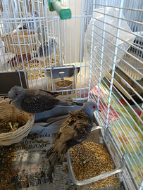 Coppia di Tortorella diamantina