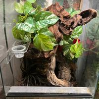Terrario per rettili allestito
