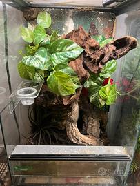 Terrario per rettili allestito