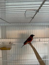 Cardinalini