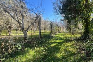 Terreno Agricolo Camigliano [Cod. rif 3298000VCG]