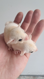 Petauri dello zucchero