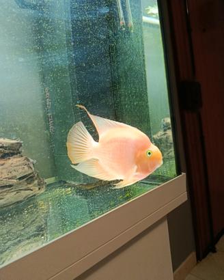 Cichlasoma parrot