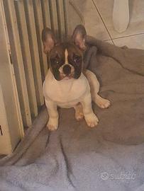Bulldog francese