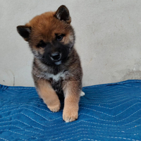 Shiba inu pedigree ENCI