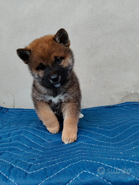 Shiba inu pedigree ENCI
