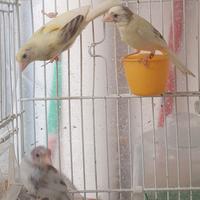 Spagnoli piccola taglia