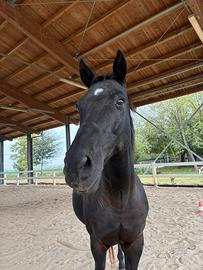 Cavallo