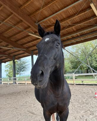 Cavallo