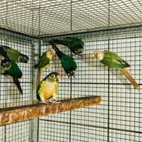 Pappagalli conuri guance verdi pyrrhura molinae