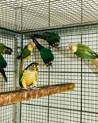 Pappagalli conuri guance verdi pyrrhura molinae