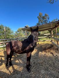 Cavallo frisone