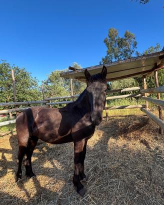 Cavallo frisone