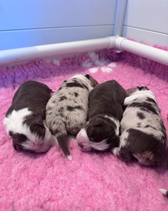 Disponibili cuccioli di Pastore australiano