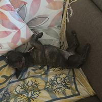 Cucciolo bulldog francese