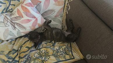 Cucciolo bulldog francese