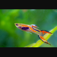 Pesci endler acquario dolce